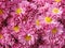 Pink chrysanthemums