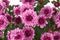 Pink Chrysanthemums