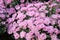 Pink chrysanthemums blooming on a flowerbed in a park close-up.