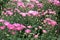 Pink chrysanthemums field in winter.