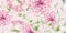 Pink chrysanthemums floral background Vector watercolor. Delicate decor textures