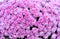 Pink chrysanthemums Flowers