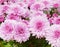 Pink chrysanthemums flowers. Beautiful big blossoms.