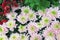 Pink chrysanthemums with a green core. Hardy chrysanthemums, Chrysanthemum koreanum