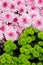 Pink chrysanthemums with green plants