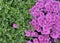 Pink chrysanthemums with morning dew drops