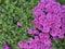 Pink chrysanthemums with morning dew drops. Flowers baclground