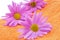 Pink chrysanthemums on an orange towel