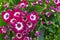 Pink cineraria flowers