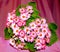 Pink cineraria flowers bunch