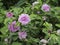 Pink Cinnamon roses blooming in midsummer in Finland