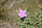 Pink Cistus Albidus open flower with multiple buds