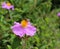 A pink cistus creticus flower with a honeybee