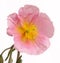 Pink cistus flowers on a white background