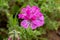 Pink citronella plant, mosquito repellent, on blur background