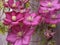 Pink Clematis climbing plant in Burnley Lancashire