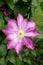 Pink clematis flower in the garden