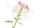 Pink Cleome