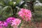 Pink cleome flower