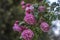 Pink climbing garden rose on a green background