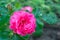 Pink climbing rose, variety-Rosarium Uetersen.