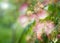 Pink close-up blossoms of a mimosa tree