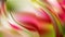 Pink Close-up Colorfulness Background Beautiful elegant Illustration graphic art design Background