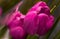 Pink closed petals tulips close up macro shot,