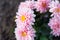 Pink closeup flowers