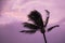 Pink Clouds in Sky with Palm Tree Blowing Silhouette