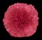 pink clove flower, black isolated background with clipping path. Closeup. no shadows. For design.