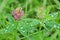 Pink clover on the field close-up raindrops on leaves