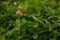 pink clover flower in blooming field