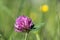 Pink clover flower head