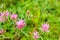 Pink clover flowers close-up ha green grass background