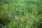 Pink clover flowers in the field among the grass. Blured beautiful Botanical background