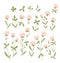 Pink clover flowers isolated on the white background.  Vector floral set. Cute hand-drawn natural elements