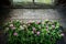 Pink clover flowers on old wooden table near window inside the retro village house