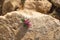 Pink clover flowers on the surface of calcareous stone