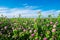 Pink clover meadow and blue sky. Trifolium pratense flowers in field.