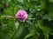 Pink clover after the rain.