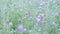 Pink clover trifolium close up in a field.