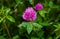 Pink clover (trifolium pratense)