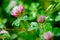 Pink Clover (Trifolium Pratense)