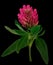 Pink  clover wild flower on a stem with green leaves. Flower isolated on black  background with clipping path. Close-up.
