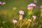 Pink clower flower blossoms on meadow