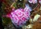 Pink Club-tipped Anemones next to a Rock Scallop