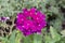 Pink cluster flower Lantana - Verbenaceae