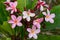 Pink cluster of plumeria blossoms with wide deep veined leaves