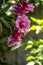 Pink clusters of large flowers of terry Oleander on the background of sun-drenched green trees